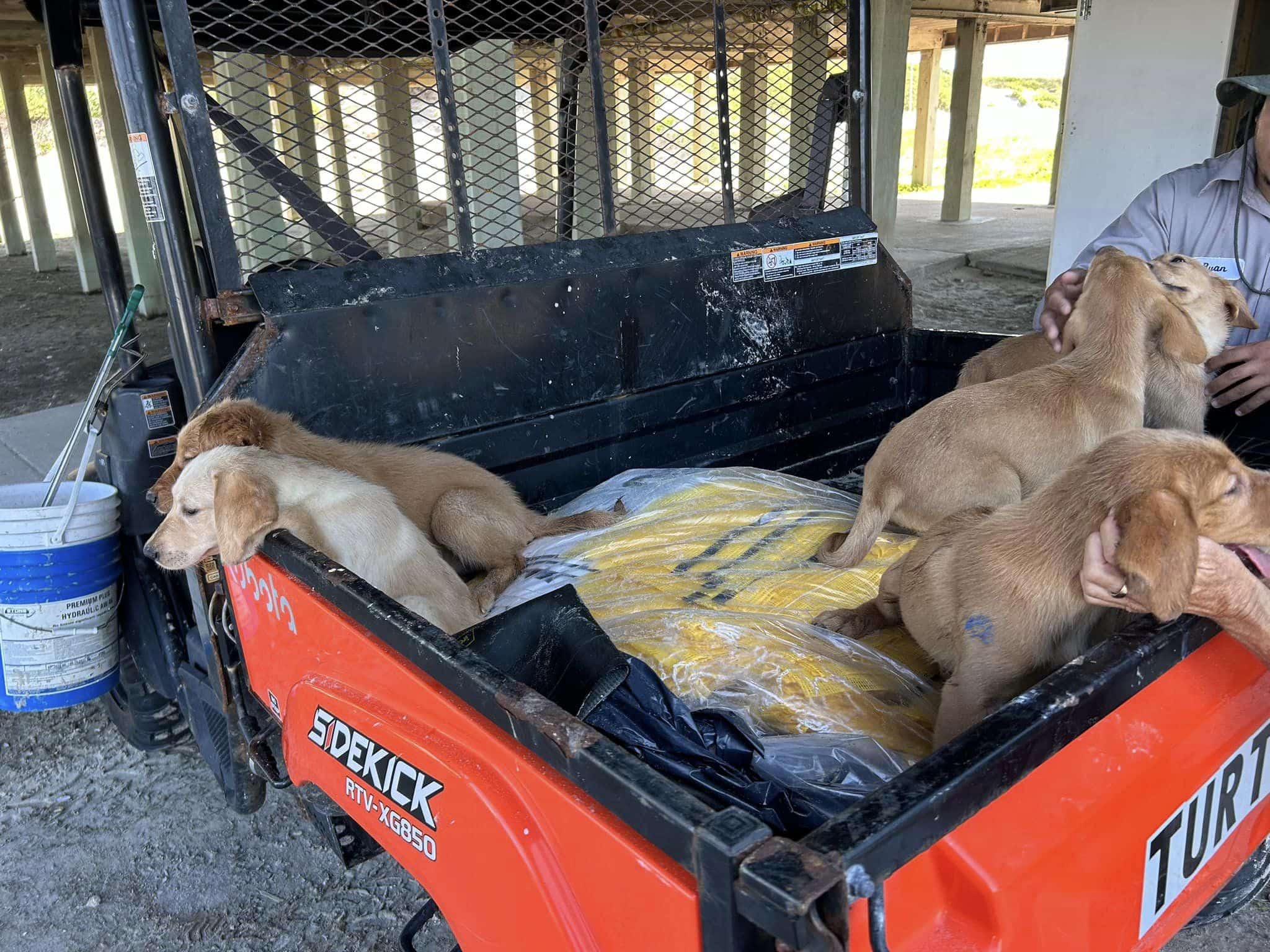 Puppies dumped on Rural Texas Beach