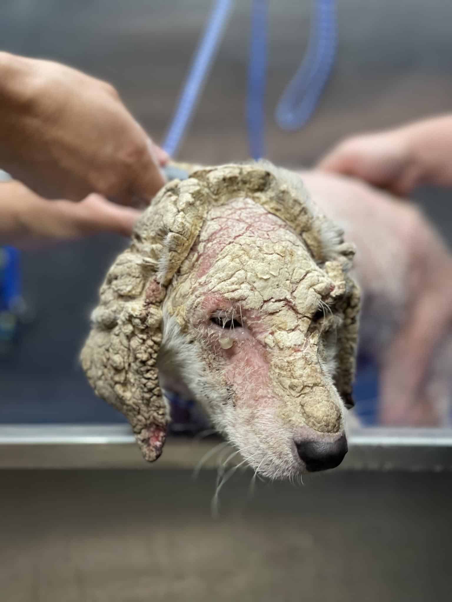 Severely Neglected Dog Receiving Treatment at Texas Shelter