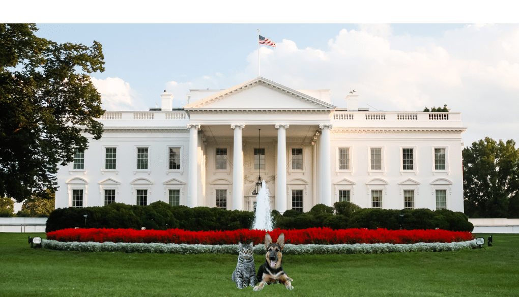 Dog and Cat on White House Lawn