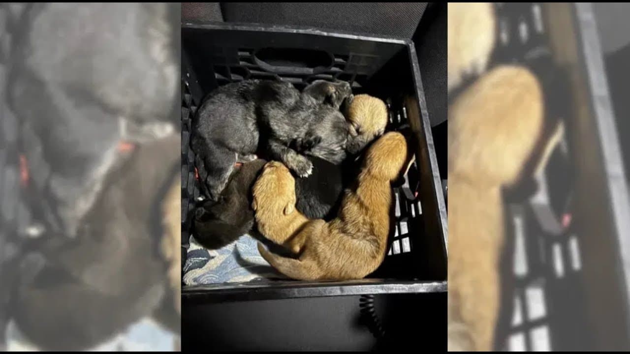 BOLO: Pennsylvania Police Searching For Man Who Allegedly Dumped Milk Crate Full of Puppies