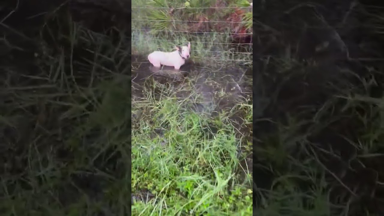 Florida Troopers Rescue Dog Tied to Fence In Rising Waters On Tampa Road