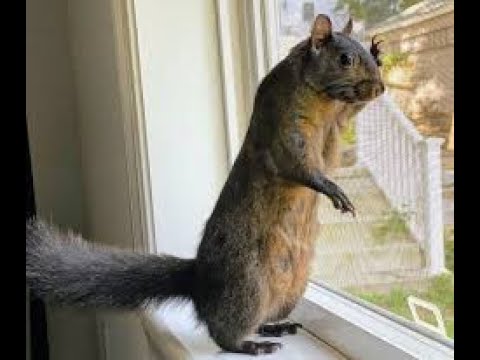 More Allegations Surface About Peanut the Squirrel and Why The DEC Euthanized Peanut and Fred