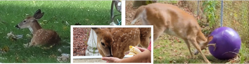 Sign: Save Baby the Deer, Confiscated After Being Raised By Pennsylvania Woman