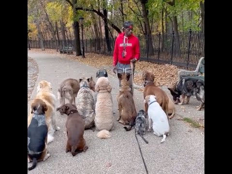 NYC Dog Trainer Under Fire For Questionable Training Technqiues