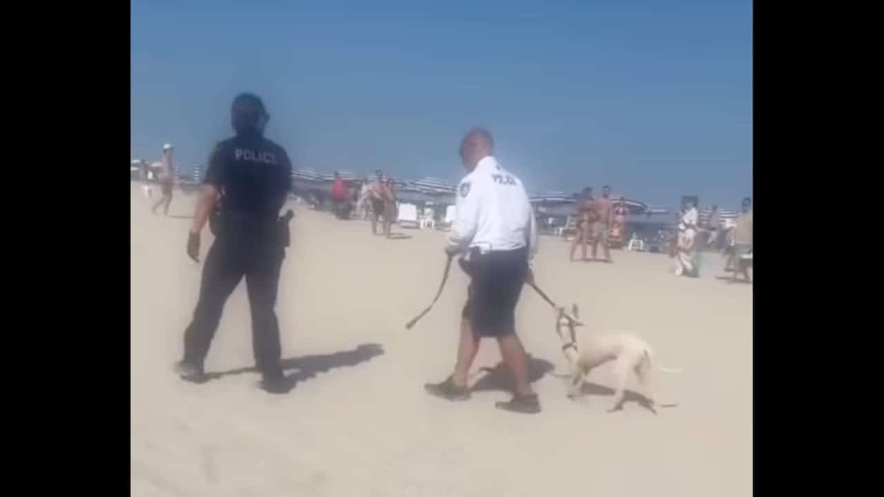 Man Arrested After Allegedly Kicking And Dragging Dog Into Ocean